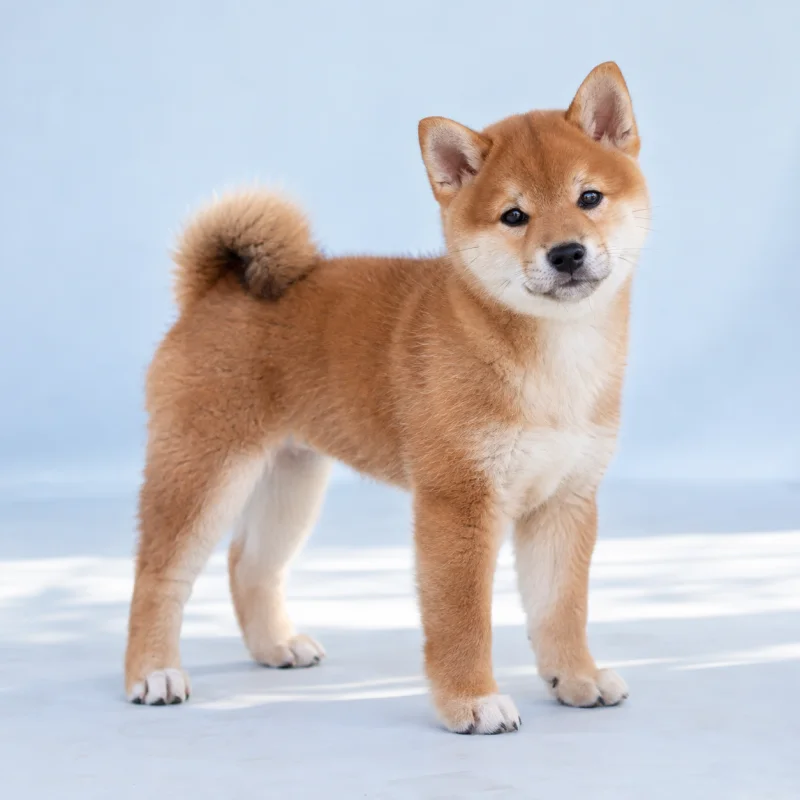 Filhote de Shiba Inu — imagem ilustrativa gerada por IA