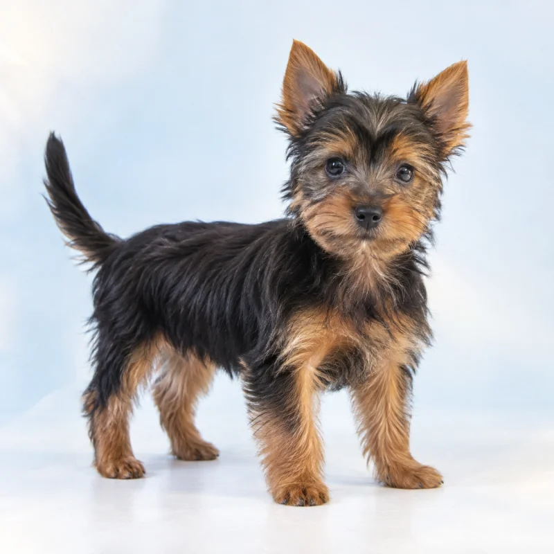 Filhote de Silk Terrier — imagem ilustrativa gerada por IA