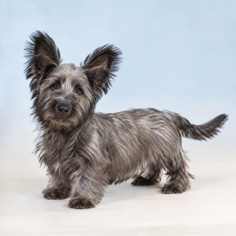 Filhote de Skye Terrier — imagem ilustrativa gerada por IA