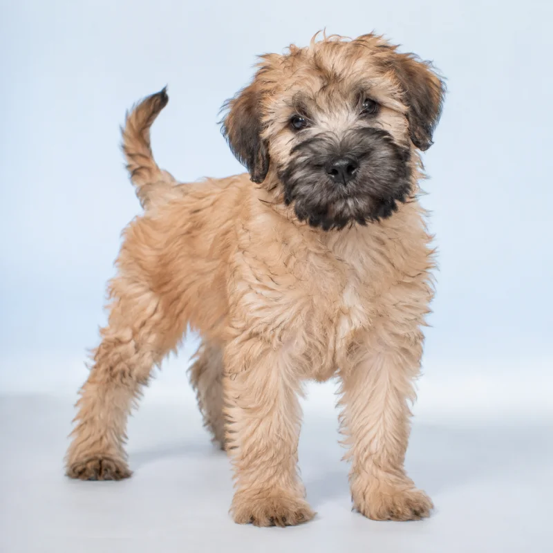 Filhote de Soft Coated Wheaten Terrier — imagem ilustrativa gerada por IA