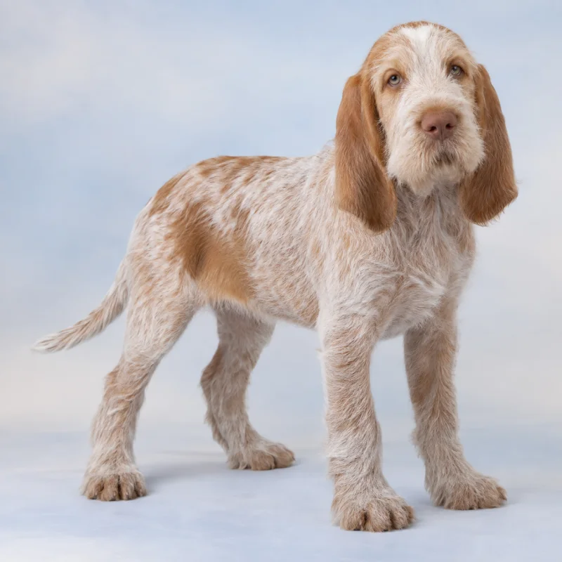 Filhote de Spinone Italiano — imagem ilustrativa gerada por IA