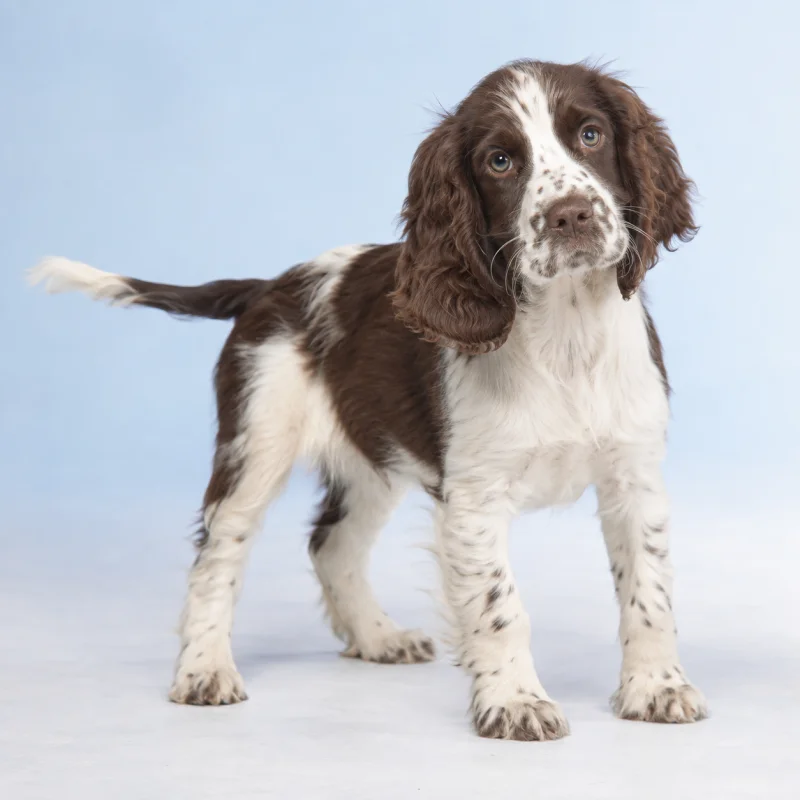 Filhote de Springer Spaniel — imagem ilustrativa gerada por IA