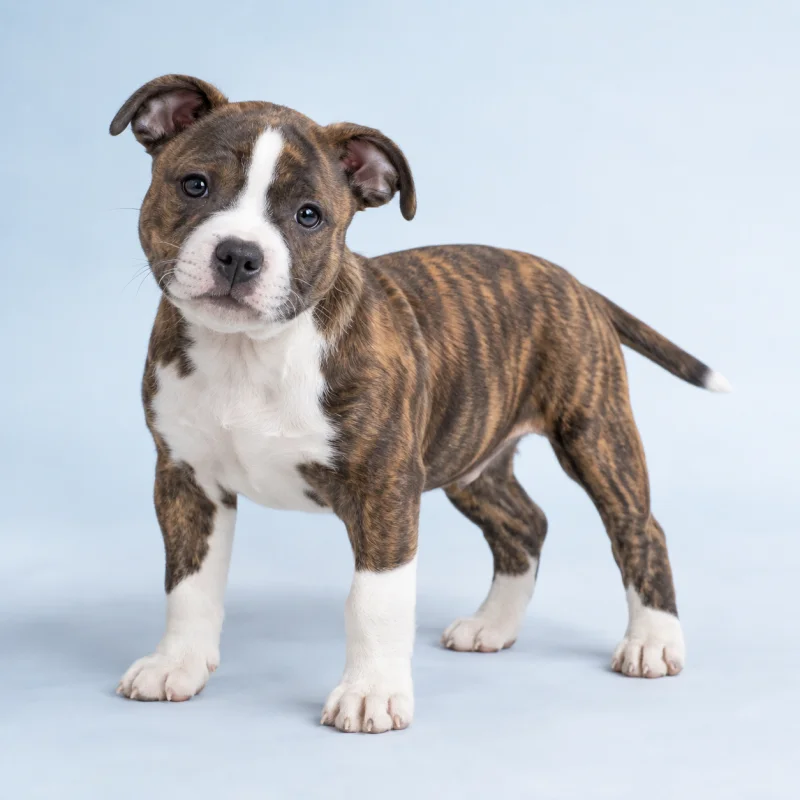 Filhote de Staffordshire Bull Terrier — imagem ilustrativa gerada por IA