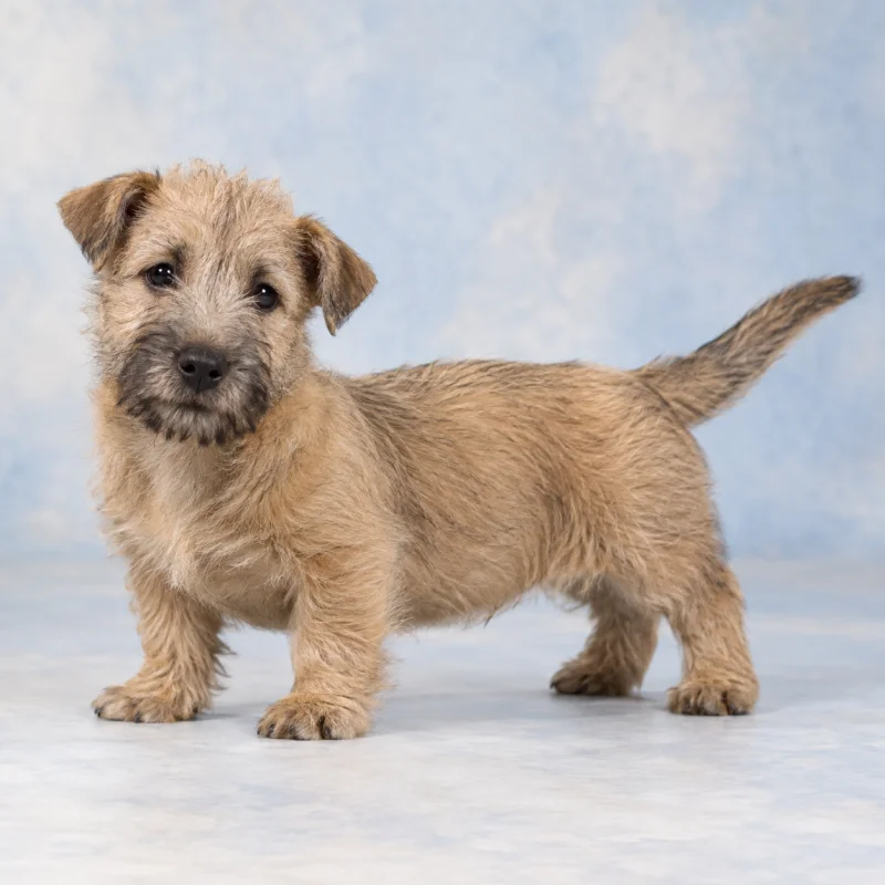 Filhote de Terrier Irlandês do Glen do Imaal — imagem ilustrativa gerada por IA