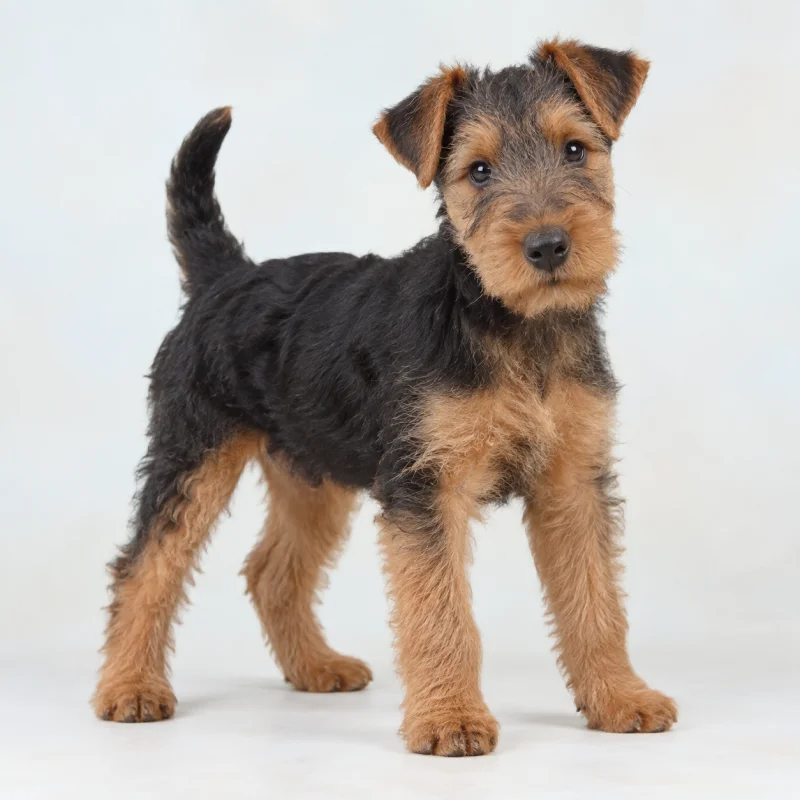 Filhote de Welsh Terrier — imagem ilustrativa gerada por IA