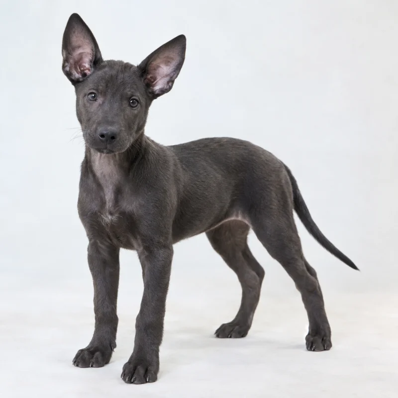 Filhote de Xoloitzcuintli com Pelo — imagem ilustrativa gerada por IA