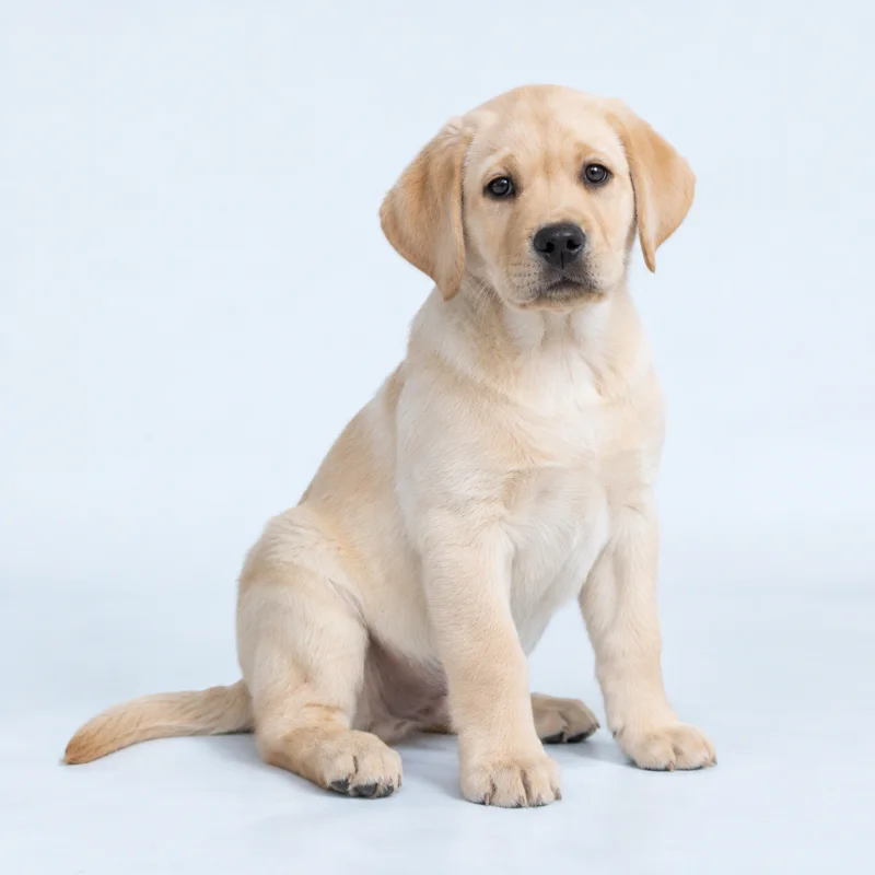 Filhote de Retriever do Labrador — imagem ilustrativa gerada por IA