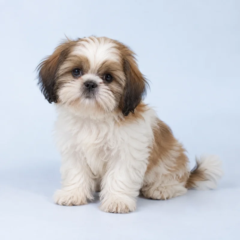 Filhote de Shih Tzu — imagem ilustrativa gerada por IA