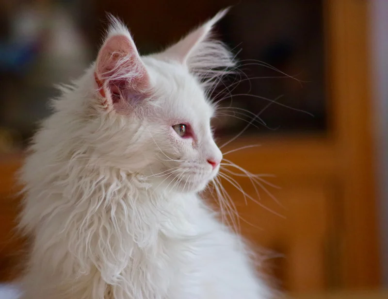 Filhote de Maine Coon — imagem ilustrativa